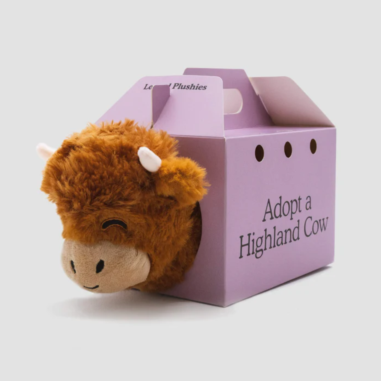 Introvert Highland Cow <3